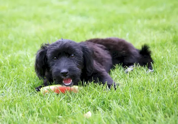 maltipoo negro comiendo sandía