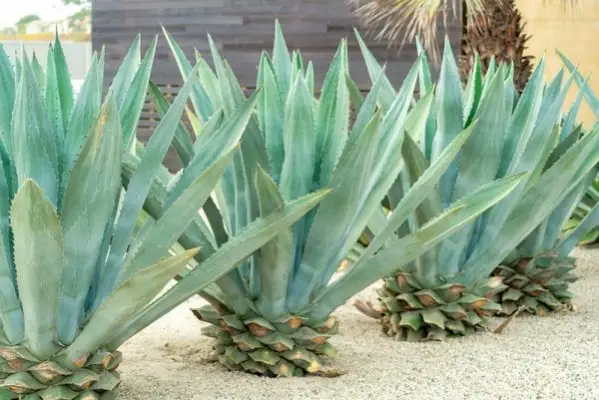 plantă de nectar de agave