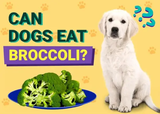 Kan hundar äta broccoli? Veterinär granskade fakta och vanliga frågor