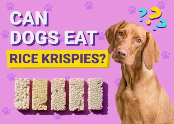 Ali lahko psi jedo rižev krispies? Veterinarsko pregledana dejstva in pogosta vprašanja