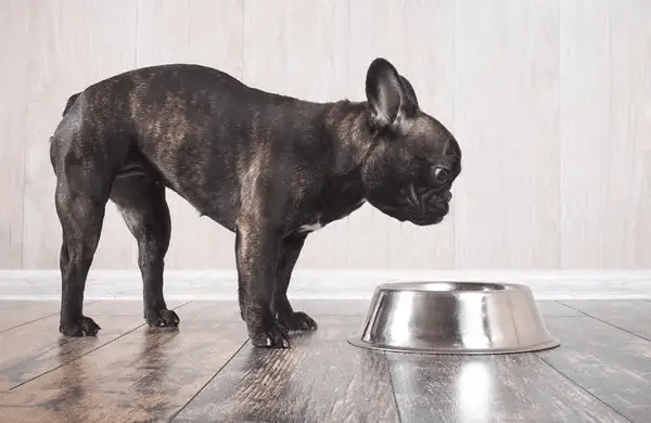 Tynn undervektig hund