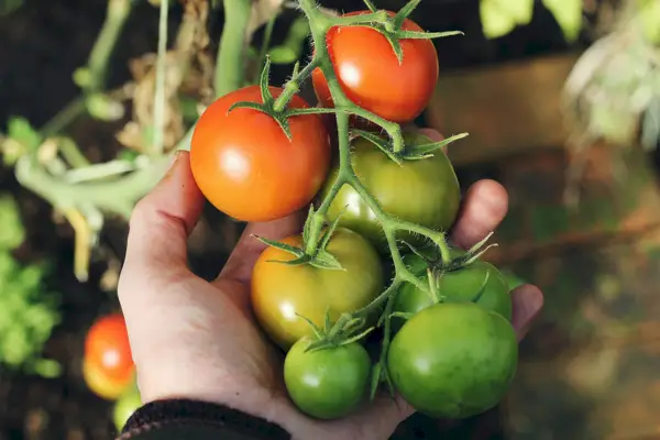 hand som håller färska tomatgrödor