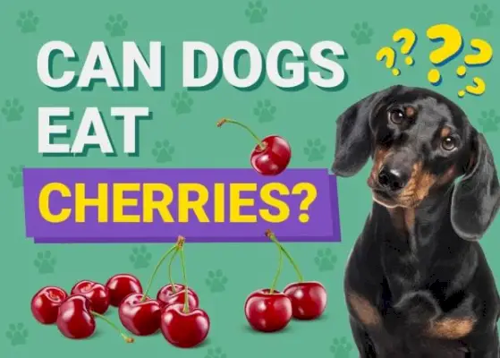 Môžu psi jesť čerešne