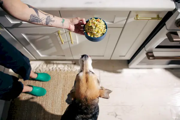 человек кормит собаку собачьим кормом ням-ням