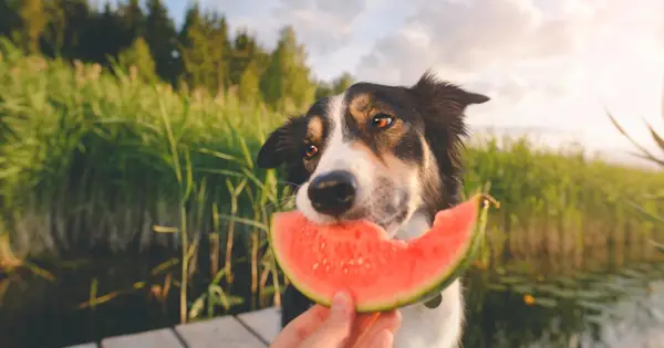 ¿Puede un perro comer sandía? ¿Es segura la sandía para los perros?