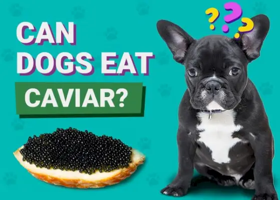 Могу ли пси јести кавијар