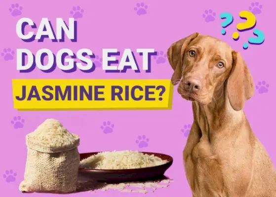 犬はジャスミンライスを食べても大丈夫？獣医師が検証した事実とヒント