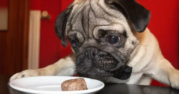 Um cachorro pode comer almôndegas? São as almôndegas para cães?