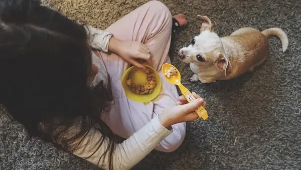 Un cane può mangiare cereali? I cereali sono sicuri per i cani?