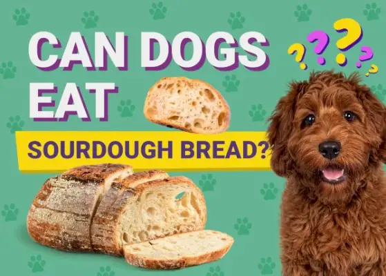 Kan hunde spise surdejsbrød? Dyrlægegodkendte fakta og risici