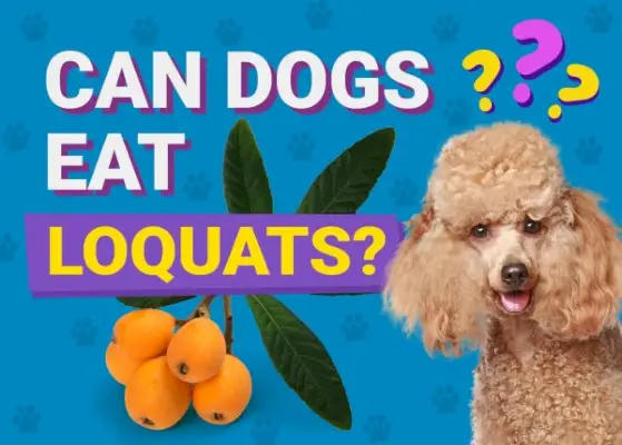 I cani possono mangiare le nespole?