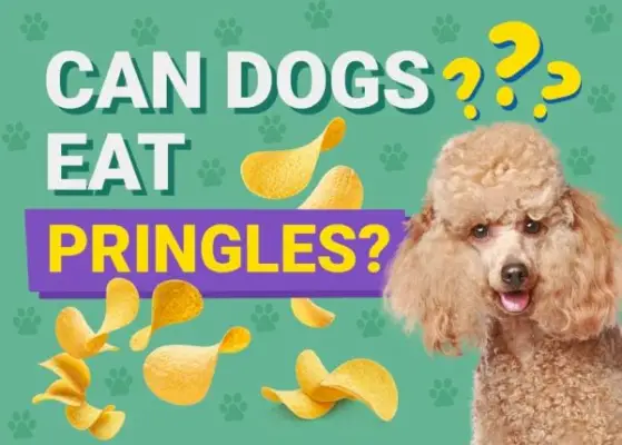 Les chiens peuvent-ils manger des Pringles ? Faits sur la santé et FAQ approuvés par le vétérinaire