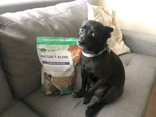 zwarte hond op de bank naast Dr. Marty Nature’s Blend Dog Food