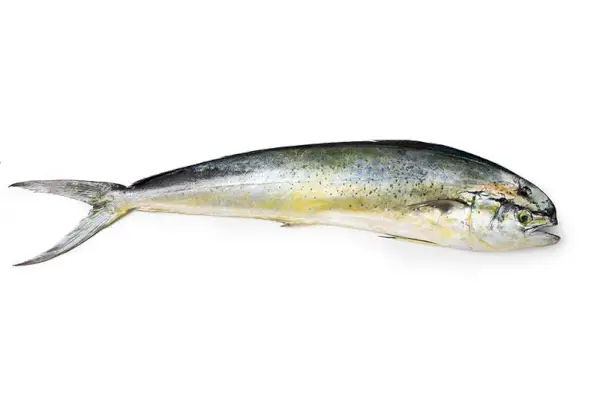 Tevékenység - mediterrán hal, Lampuga