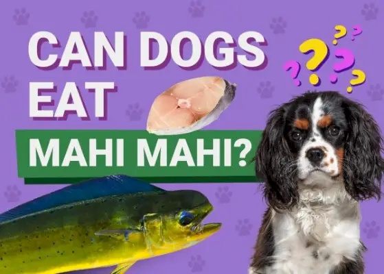 Os cães podem comer Mahi Mahi? Fatos revisados ​​pelo veterinário