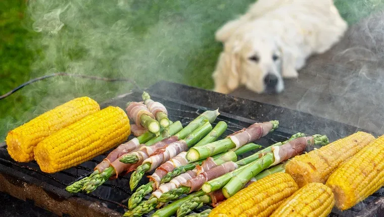 Grigliata gourmet. Verdure grigliate: asparagi di mais con pancetta e prosciutto. Il Golden Retriever fa un pisolino durante il barbecue di famiglia nel backstage della terrazza estiva.' title=