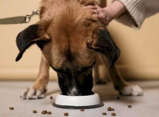 Cosa sono i tocoferoli nel cibo per cani? Valori nutrizionali verificati dal veterinario