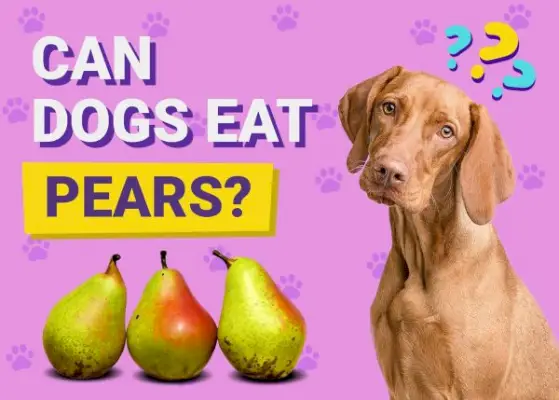 Могу ли пси јести крушке? Чињенице и честа питања одобрена од стране ветеринара
