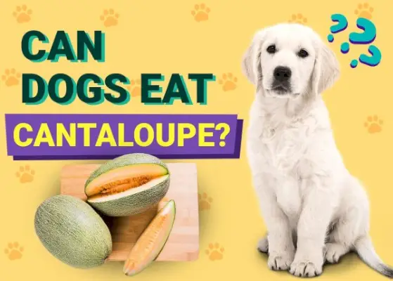 Mogu li psi jesti Cantaloupe? Nutritivne vrijednosti koje je odobrio veterinar