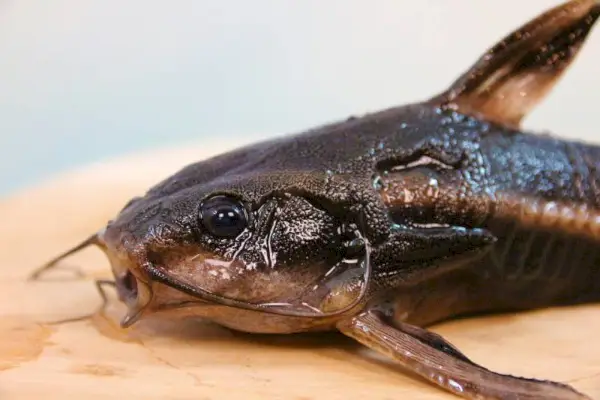 Dr. Lorna Whittemore Foto