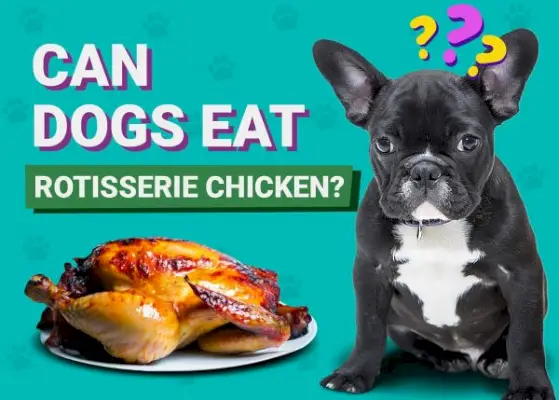 Kan hundar äta Rotisserie Chicken? Veterinärgodkända förmåner, risker och vanliga frågor