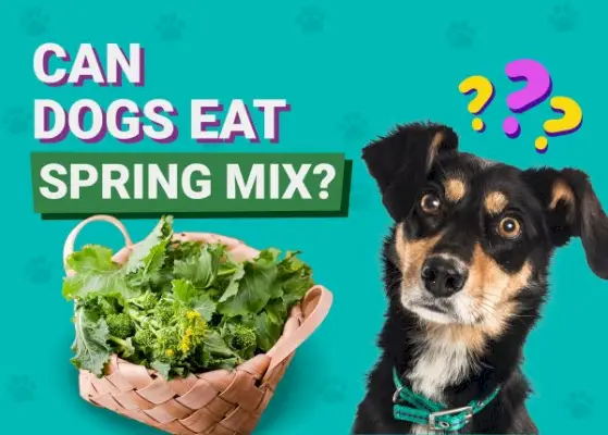 Могу ли пси јести пролећну мешавину? Чињенице и честа питања одобрена од стране ветеринара