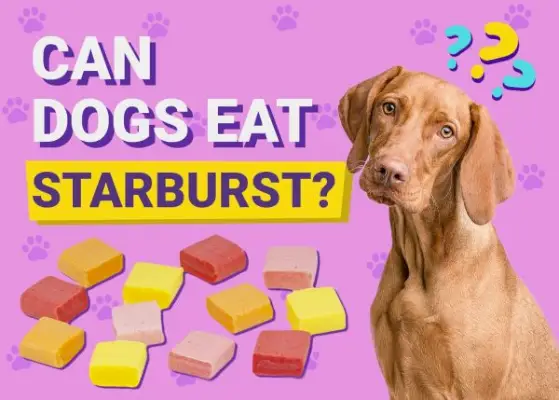 Können Hunde Starburst essen? Vom Tierarzt geprüfte Fakten und FAQ
