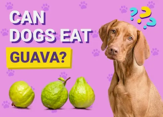 I cani possono mangiare la guava?