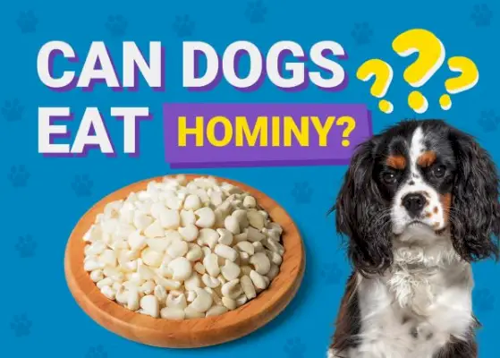 Kan hunder spise Hominy? Veterinærgodkjente fakta og vanlige spørsmål