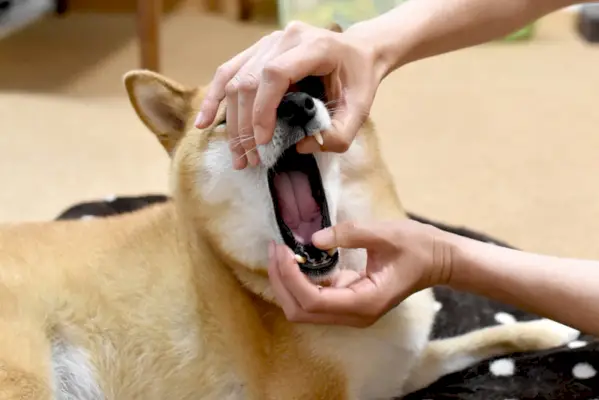 Usta psa shiba inu sprawdzone przez właściciela
