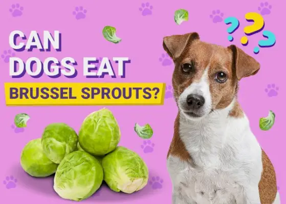 Czy psy mogą jeść brukselkę? Fakty i informacje zatwierdzone przez weterynarza