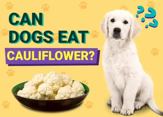 Kan hunde spise blomkål? Dyrlægegodkendt ernæringsfakta og ofte stillede spørgsmål