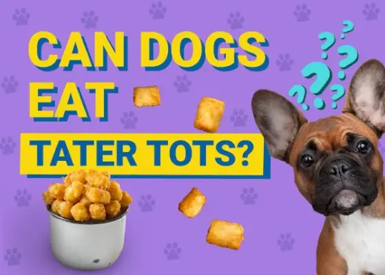 Ali lahko psi jedo tater tots? Dejstva in pogosta vprašanja, ki jih je odobril veterinar