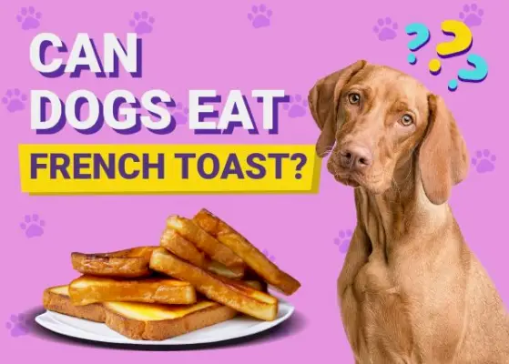 Les chiens peuvent-ils manger du pain perdu ? Faits et FAQ approuvés par le vétérinaire