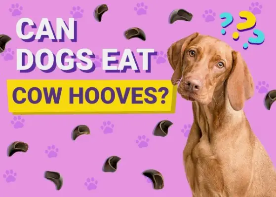 Os cães podem comer cascos de vaca? Fatos, riscos e alternativas aprovados pelo veterinário