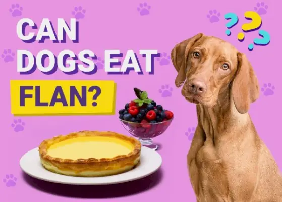 Ar šunys gali valgyti flaną? Veterinarų peržiūrėtas galimos rizikos ir saugos vadovas