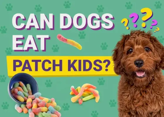 Voivatko koirat syödä hapanlapsia lapsia? Pidä koirasi terveenä!