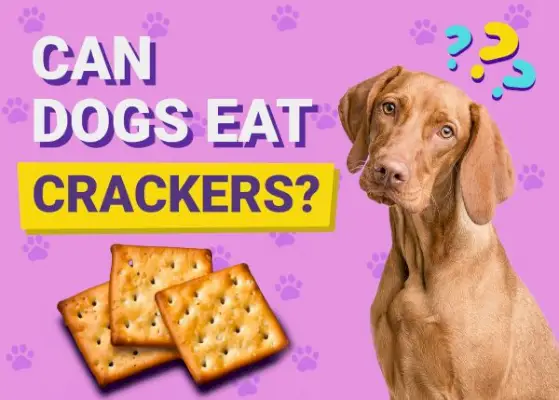 Czy psy mogą jeść krakersy