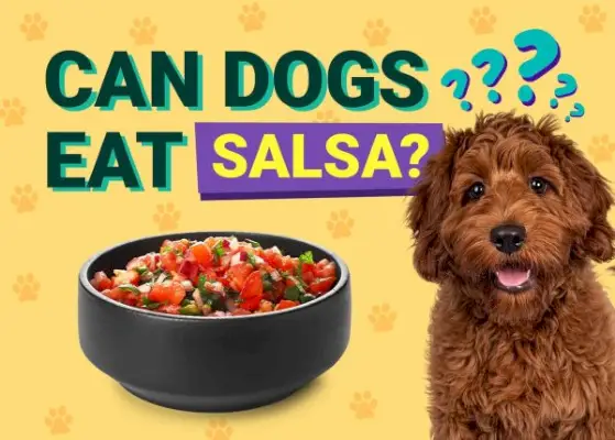 Kan hunde spise salsa? Dyrlægegodkendte fakta og ofte stillede spørgsmål