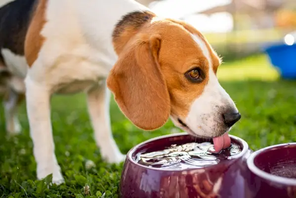 Beagle-Hund trinkt Wasser aus einer Schüssel