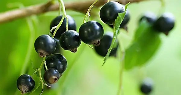 Kan en hund spise sortcurrant? Er sorte hunde sikre?