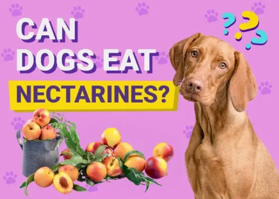 Dürfen Hunde Nektarinen essen?