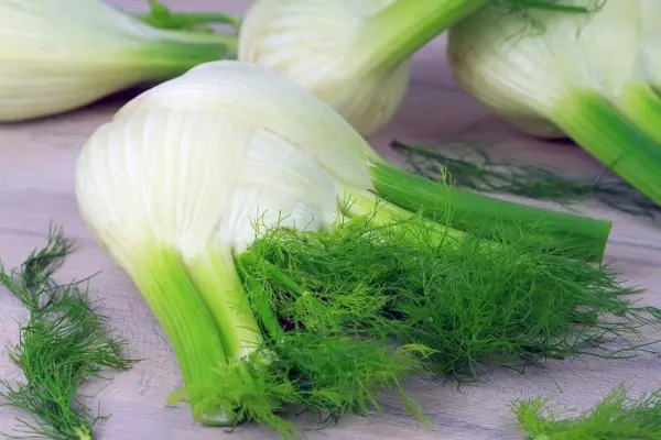 Fenchel_Nahaufnahme