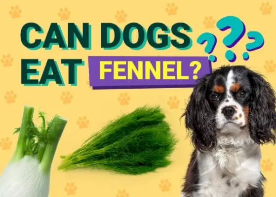 Können Hunde Fenchel essen? Ernährung und Gesundheit von Hunden