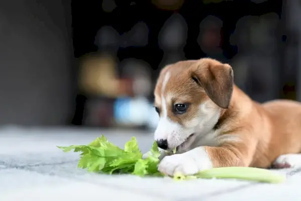 Кученце, което дъвче зърнена пръчка