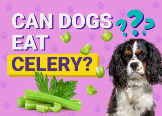 Могат ли кучетата да ядат целина? Факти и често задавани въпроси за одобрено от ветеринар хранене