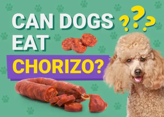 Kan hundar äta_chorizo