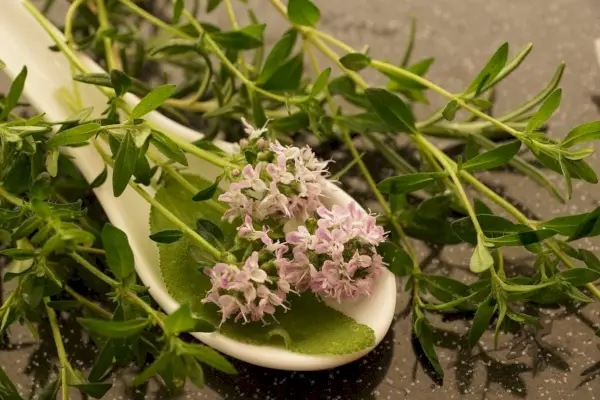 Dogster-verdeler_v1_NEW_MAY_24_