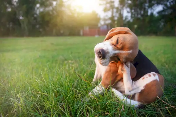 schattige beagle hond krabt lichaam buiten op het grasveld in de avond