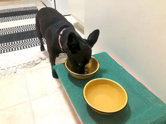 čierny pes žerie dr. marty nature